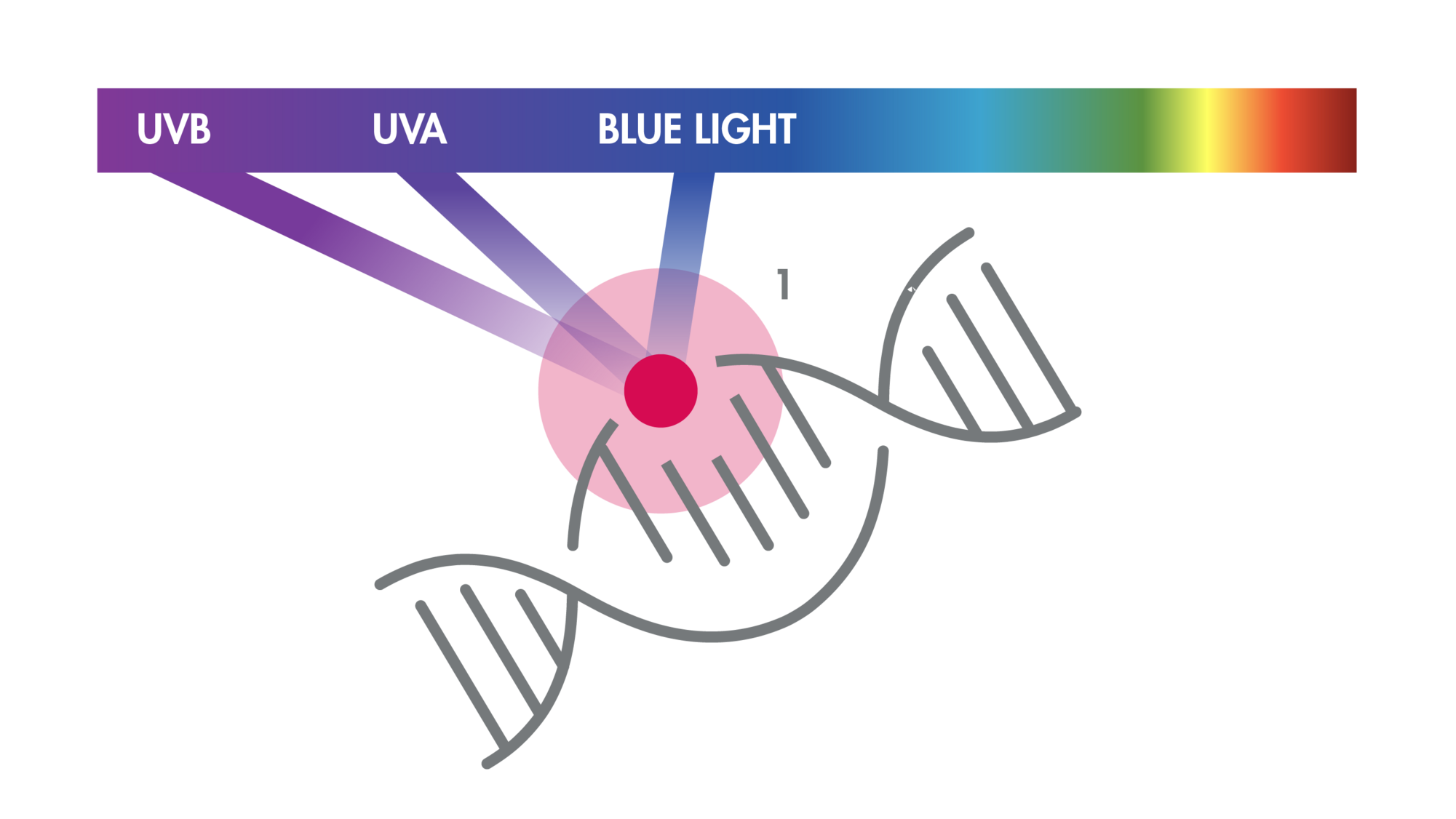 1. Zelloxidation: Erh&ouml;htes Risiko f&uuml;r Mutationen in Schl&uuml;sselgenen.DNA-VER&Auml;NDERUNG&nbsp;

